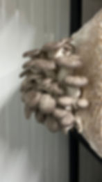 Thumbnail: Fresh Oyster Mushroom