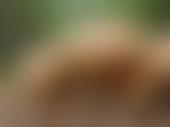 Why Mushrooms Are the Ultimate Sustainable Food: Sustainable Mushrooms Benefits Explored