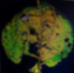 Found Map 10, Leaf Series.