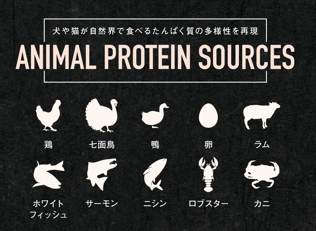 犬や猫が自然界で食べるたんぱく質を再現.webp