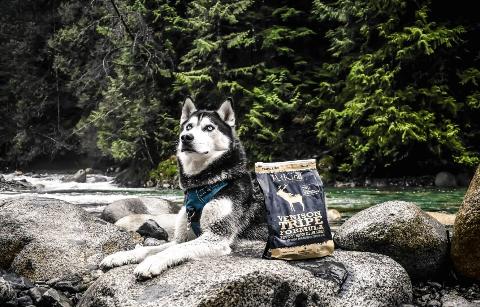 petkind-TOP.webp