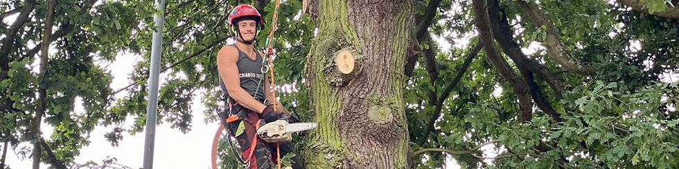 Tree surgeon climbing a tree
