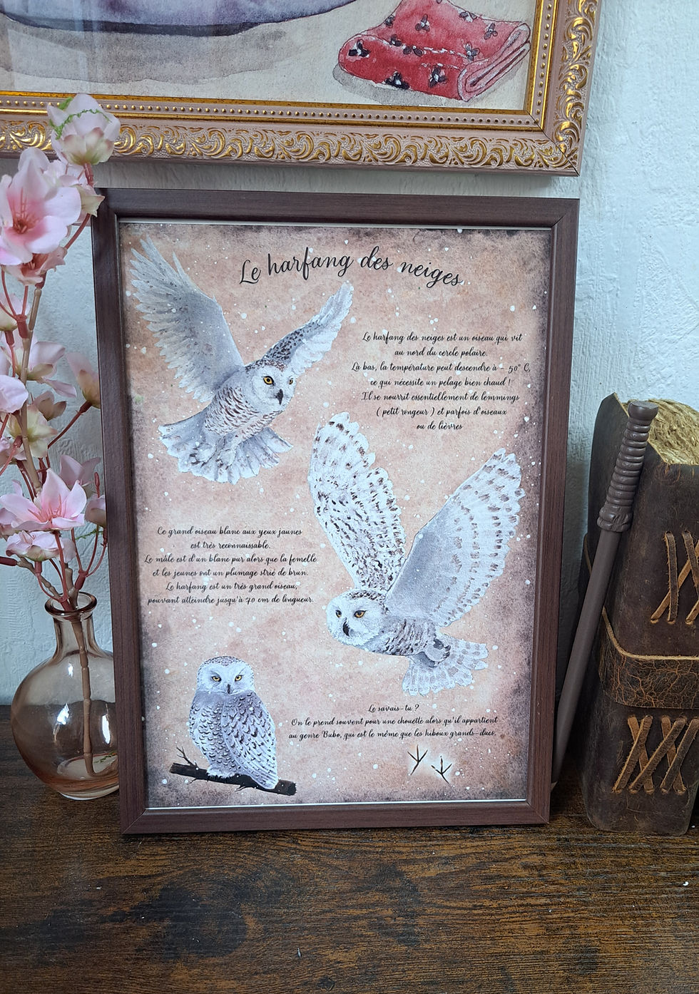Miniature : Illustration le Harfang des neiges