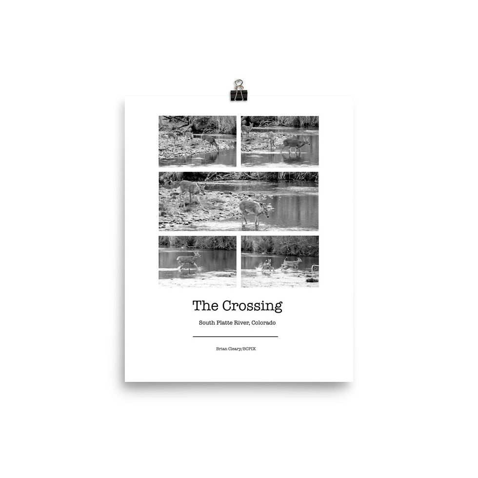 Thumbnail: Mule Deer River Crossing Photo Collage Poster – South Platte CO