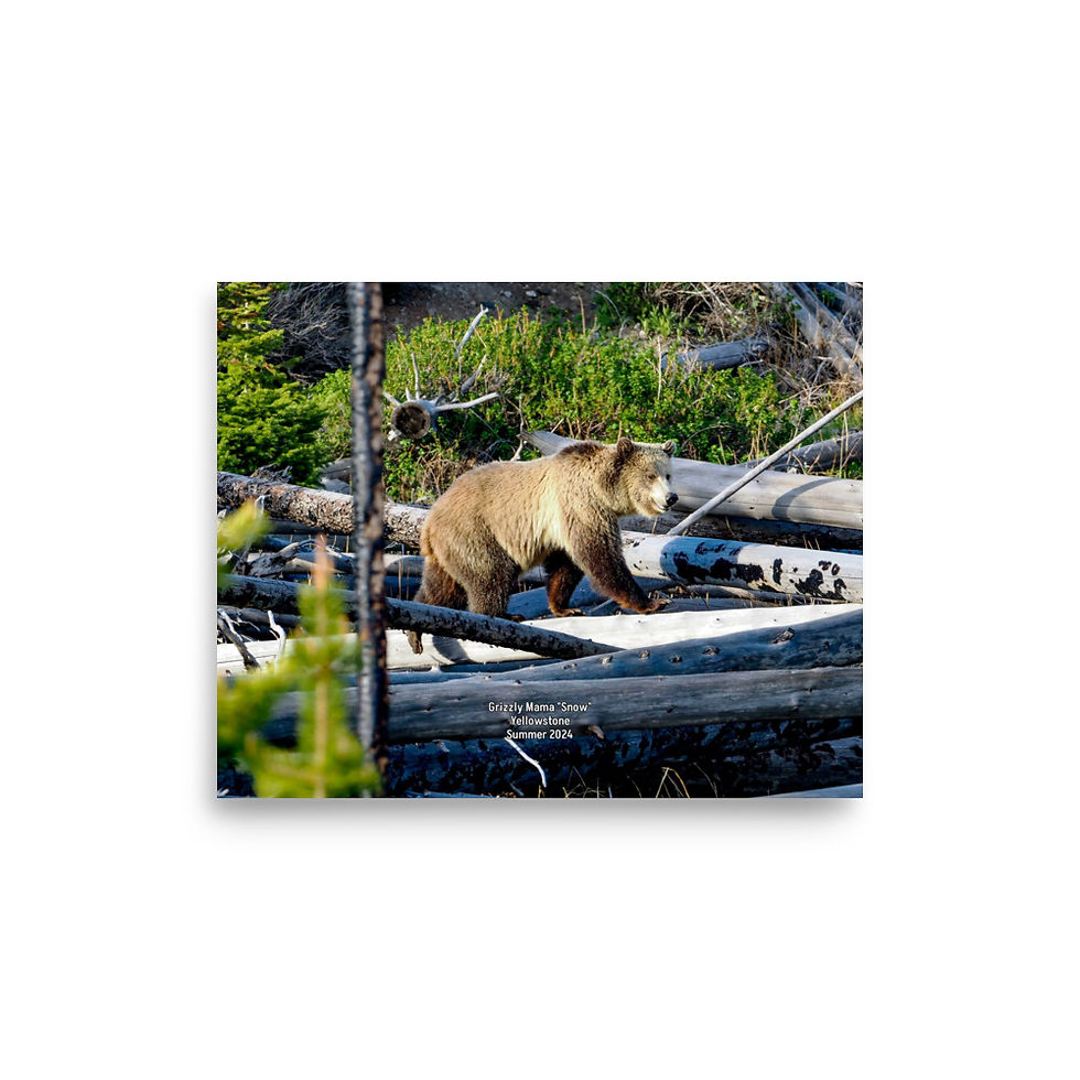 Thumbnail: Grizzly Bear Poster, Grizzly Mama Snow Photo, Yellowstone, Summer 2024