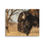 Thumbnail: Grazing Bison Streched Canvas Wall Art, Colorado wildlife photograhy, BCPix.com