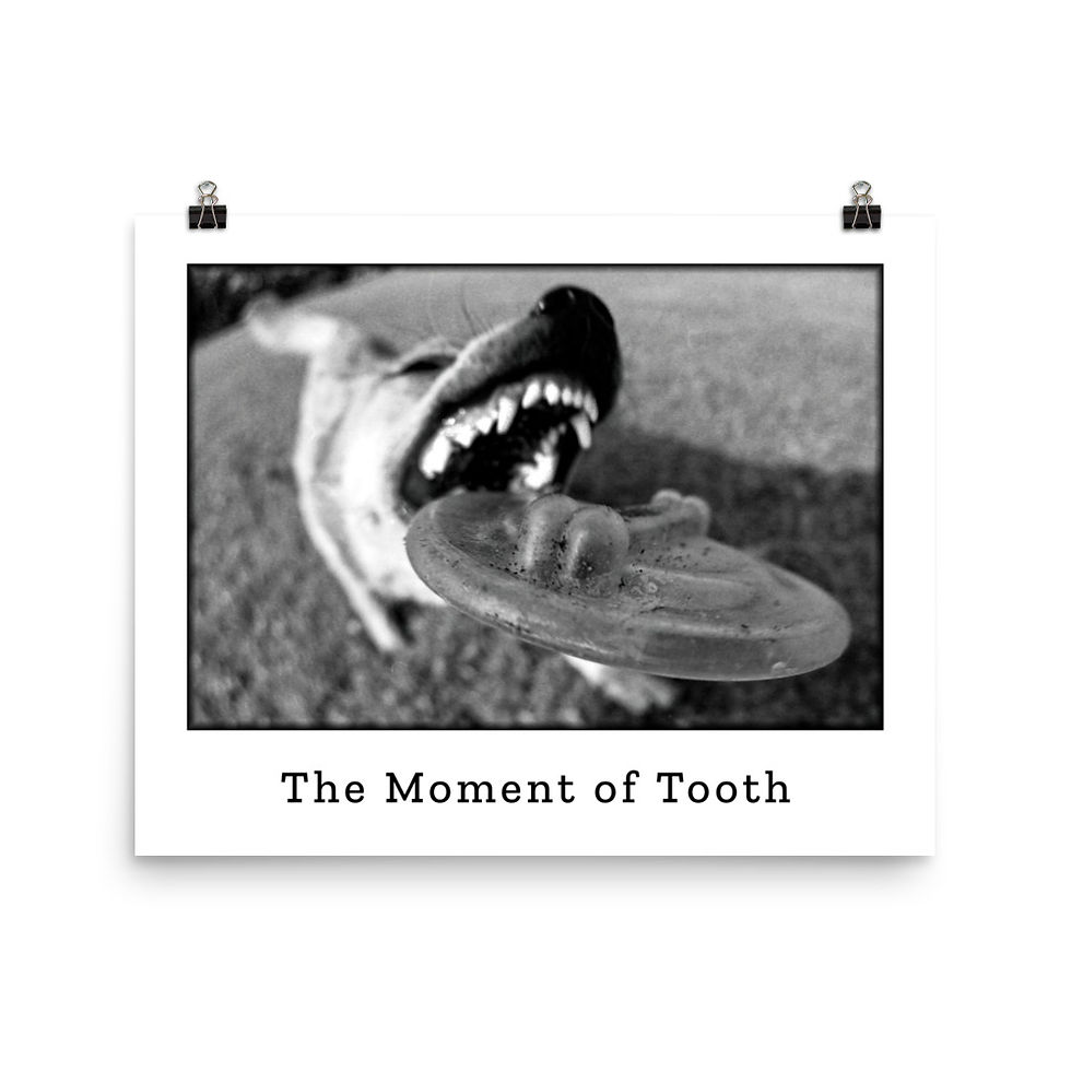 Thumbnail: The Moment of Tooth – Dog Frisbee Catch Black & White Poster