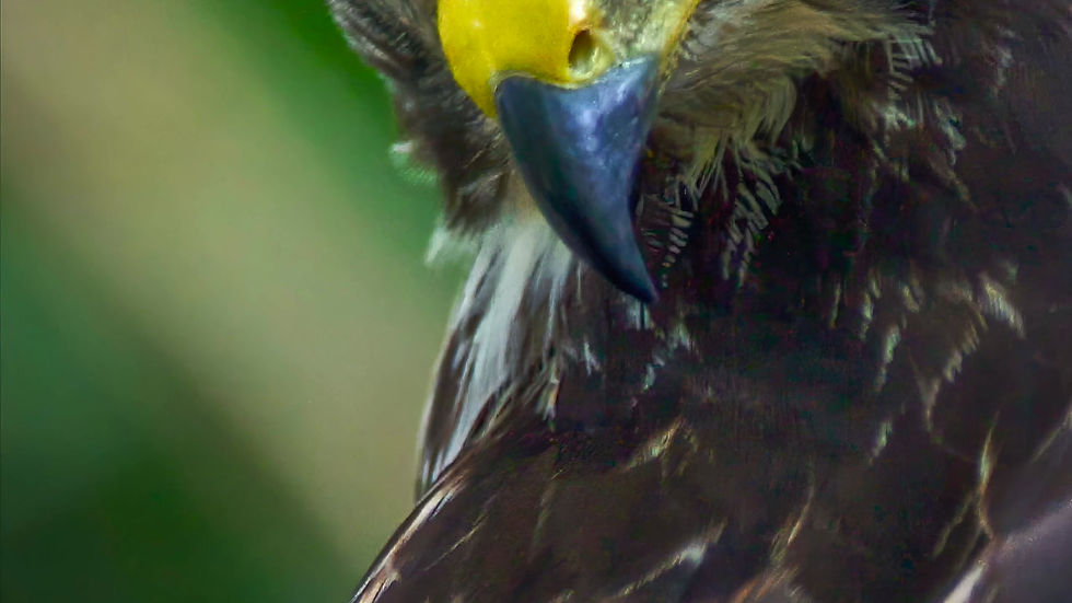 Thumbnail: Bird Poster, "Hawkeye". portrait of a Red-Shouldered Hawk in Florida from BCPix