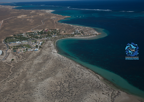Bill's Bay Before Coral Spawning Event - Ningaloo Marine Interactions, Frazer McGregor.png