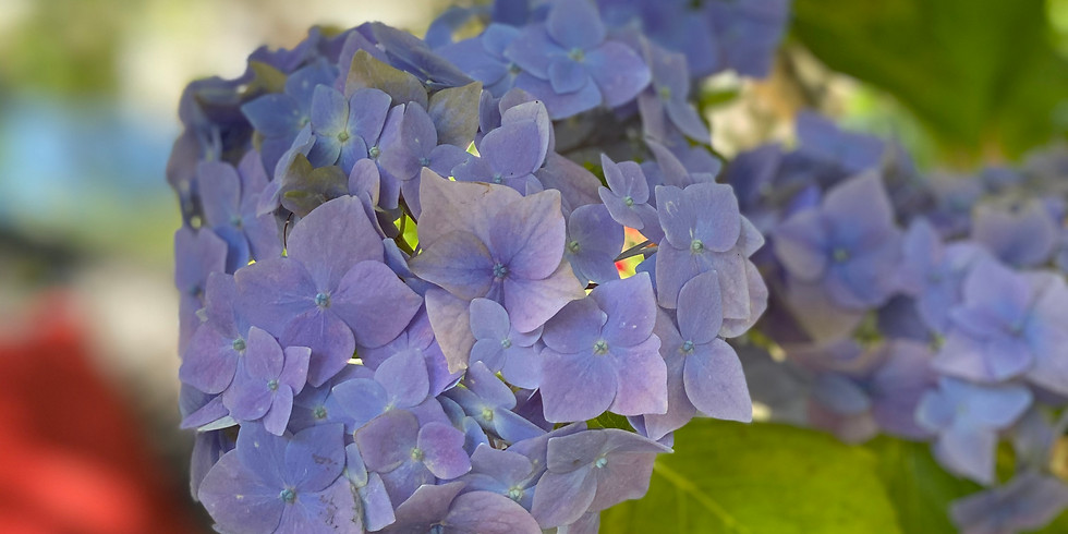 Painting The Garden (hydrangeas)