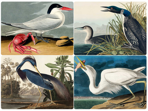 Set of 4 Assorted Audubon Bird 'Set B' Placemats | Pickering Company