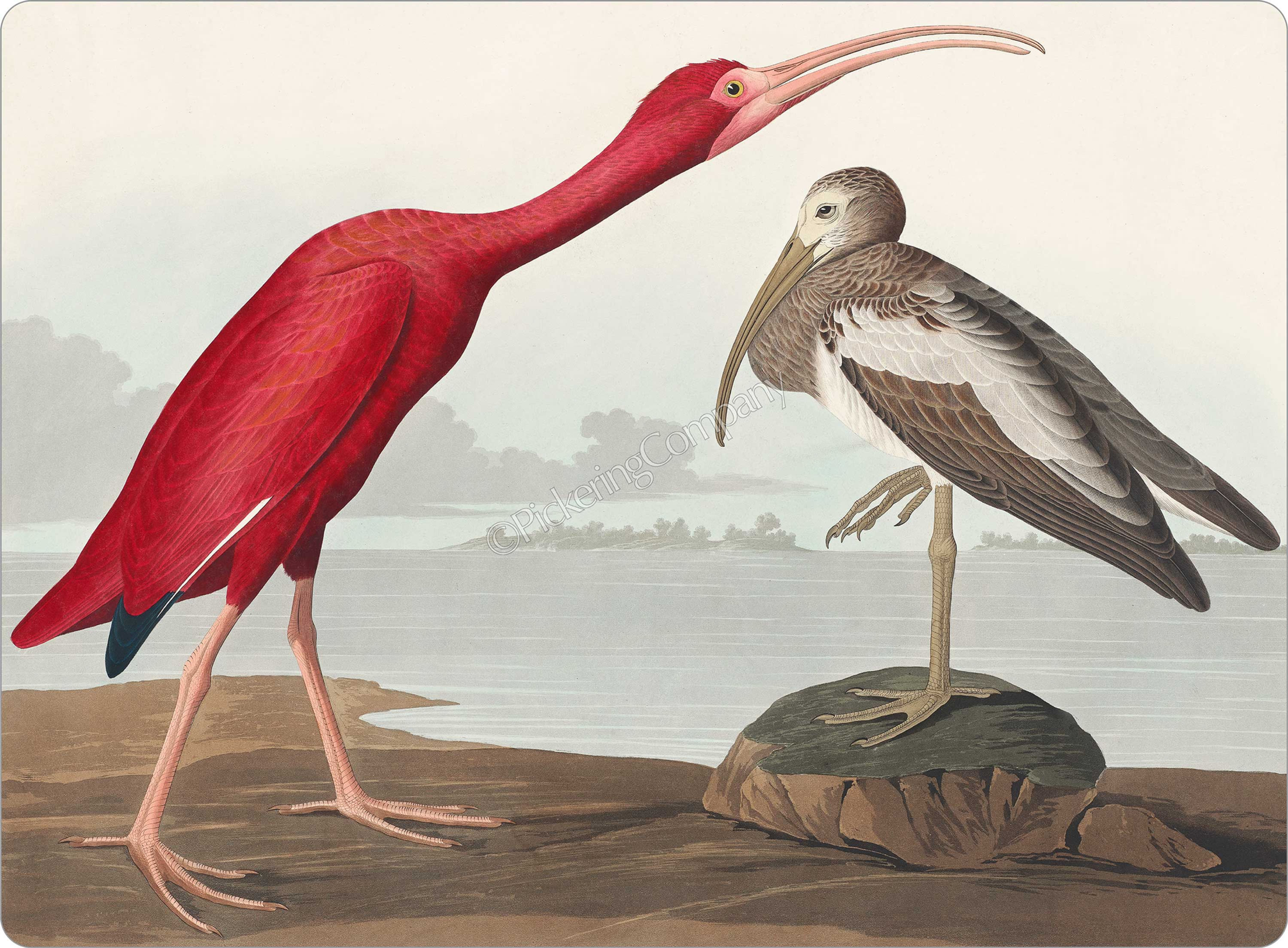 Audubon 'Scarlet Ibis' Placemat