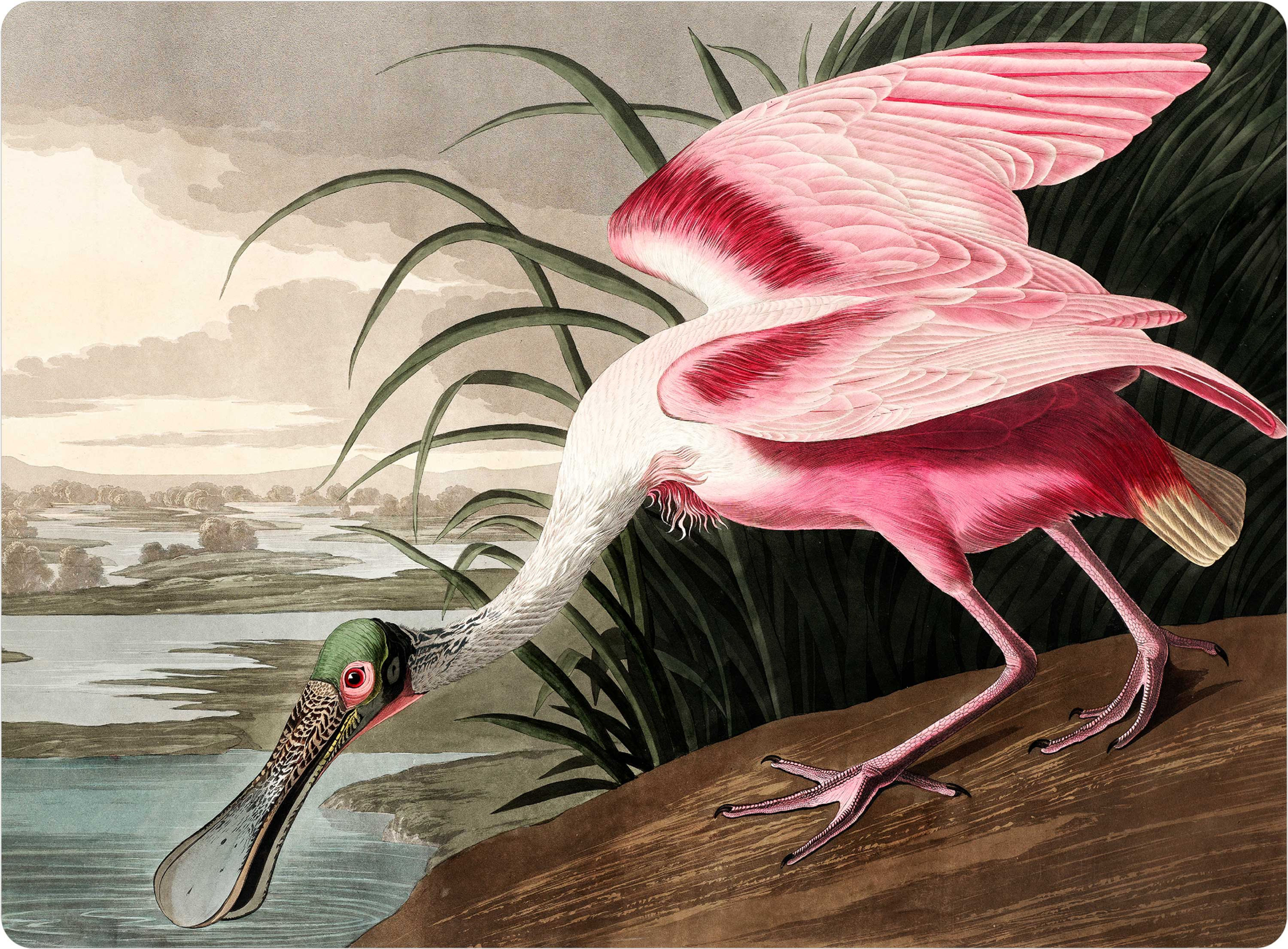 Audubon ‘Roseate Spoonbill' Placemat