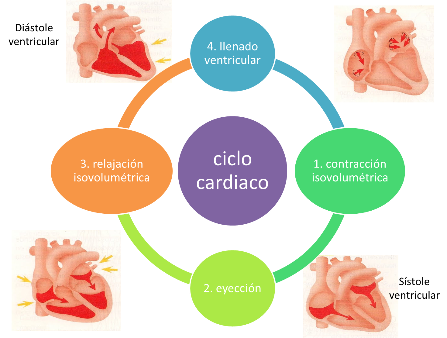 CICLO CARDÍACO