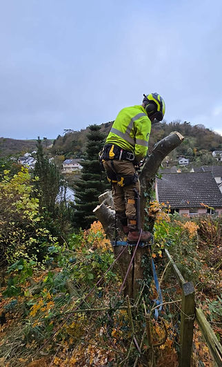 Arborist in bright protective gear stands on a tree stump