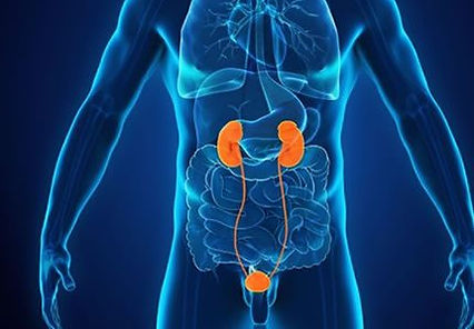 Kidneys and bladder / urinary tract scan
