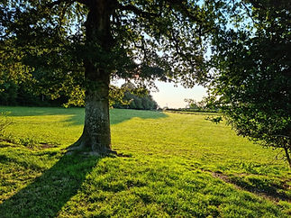 Sunlit grassy field with trees