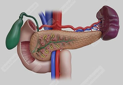Pancreatic and spleen ultrasound