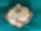 Cameo brooch with ornate design