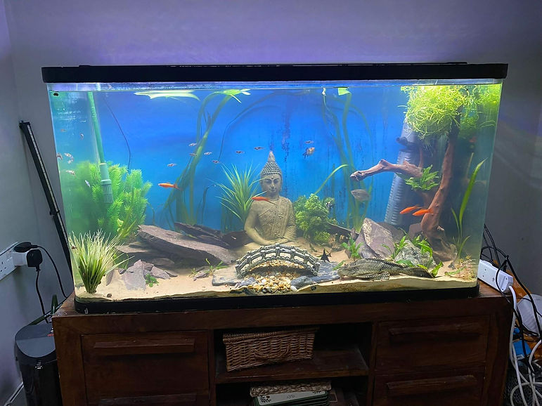 A vibrant aquarium with a meditating Buddha statue