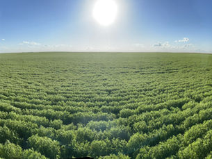 SRP for Healthy Pulse Crops