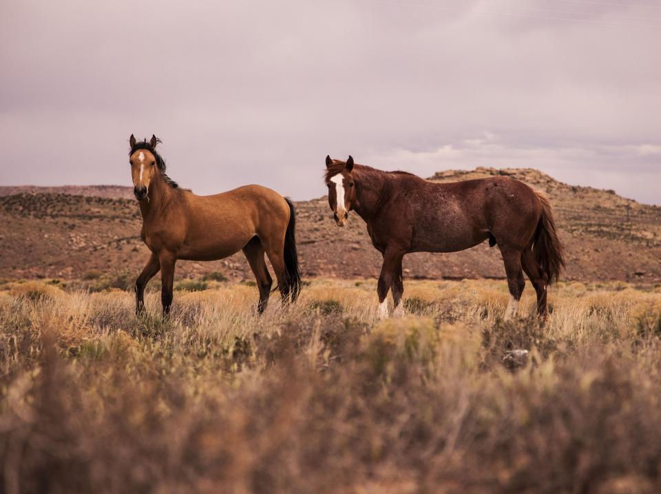 horse-animal_201YUBXNF9.jpg