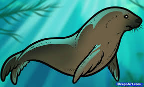 sealion.jpeg