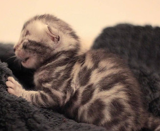 Silver Bengal Kitten