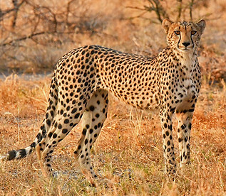 cheetah-conservation-bloghero.jpg