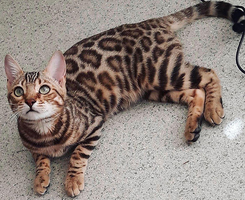 Brown Bengal Kitten