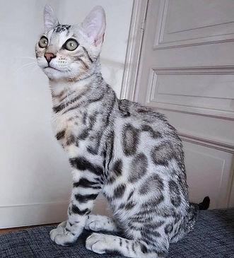 Silver Bengal Kitten