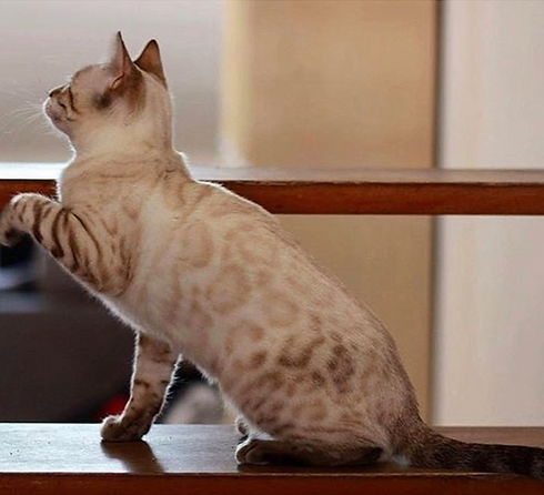 Snow Lynx Bengal Kitten