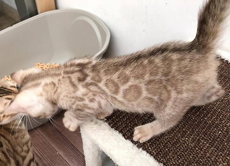 Snow Mink Bengal Kitten