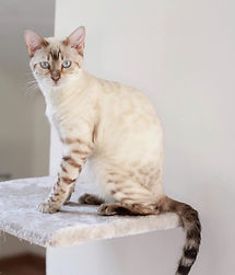 Snow Lynx Bengal Kitten