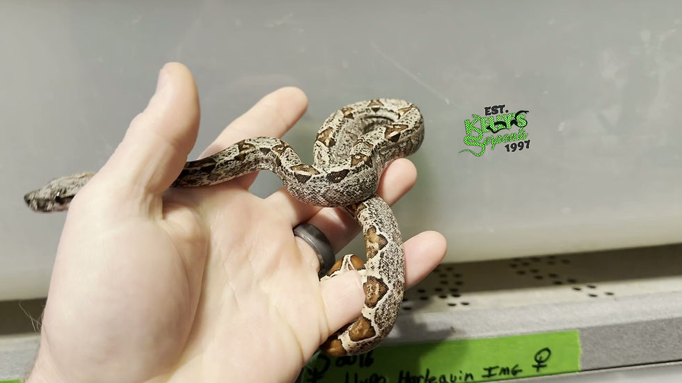 Thumbnail: 2026 Female Hypo IMG Het MoonGlow 