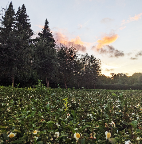 Tea Retreat: The Wisdom of the Leaf