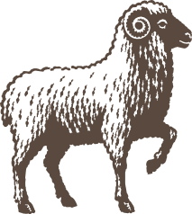 Line drawing of merino sheep
