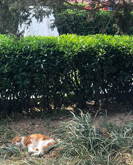 84352747_174851207191850_807918355367539