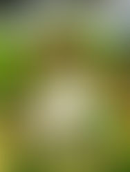 Maaltijdsalade met rogge en geitenkaas