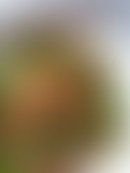 Udon noodles met tempeh