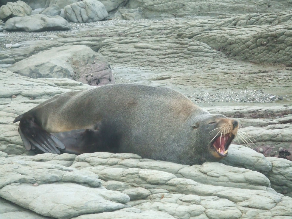 Seals
