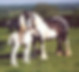 Muddy Mare .jpg