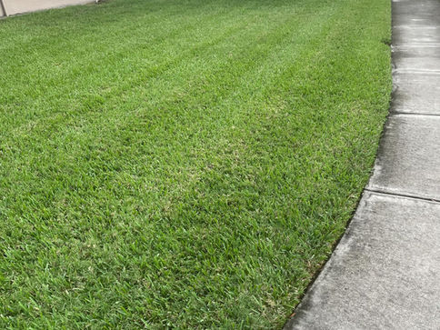 Lawn1.jpg