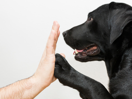 Conseils pour préparer votre animal à une séance d’ostéopathie