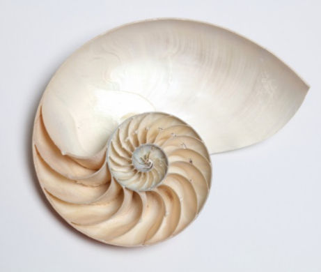Nautilusmuschel