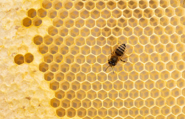Bienenwabe mit 1 Biene - Großaufnahme