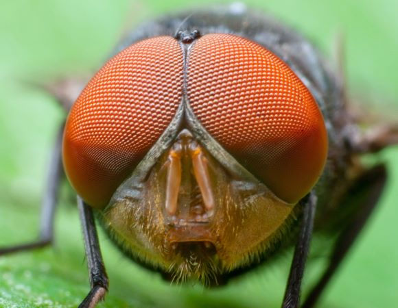Großaufnahme - Facettenaugen eines Insektes