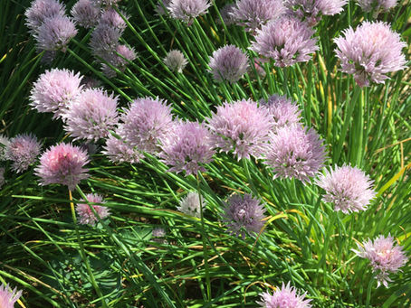 Chives
