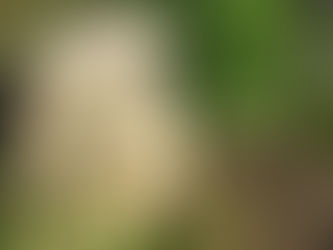 Solar Eclipse*New Moon