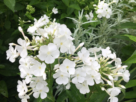 Audacious Authenticity